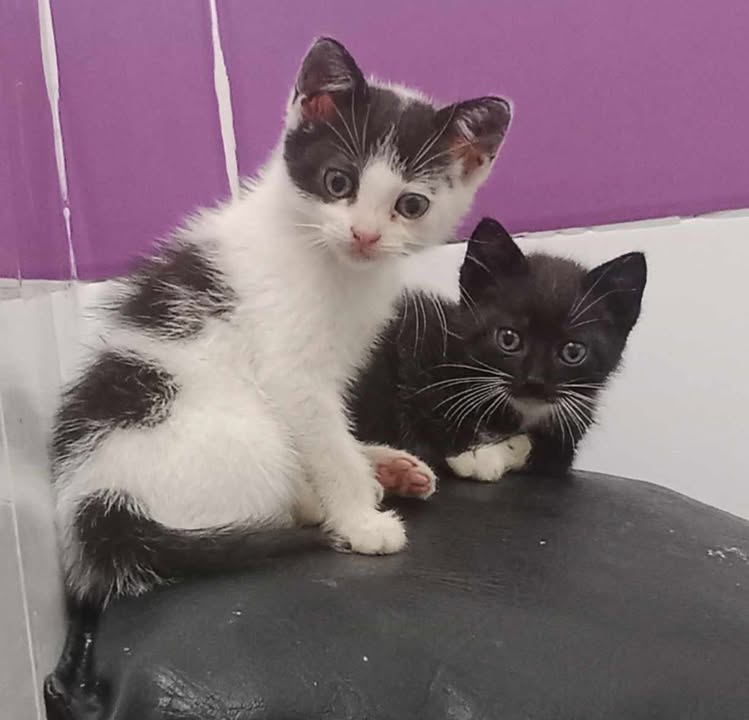 Gatos en adopción Risaralda 