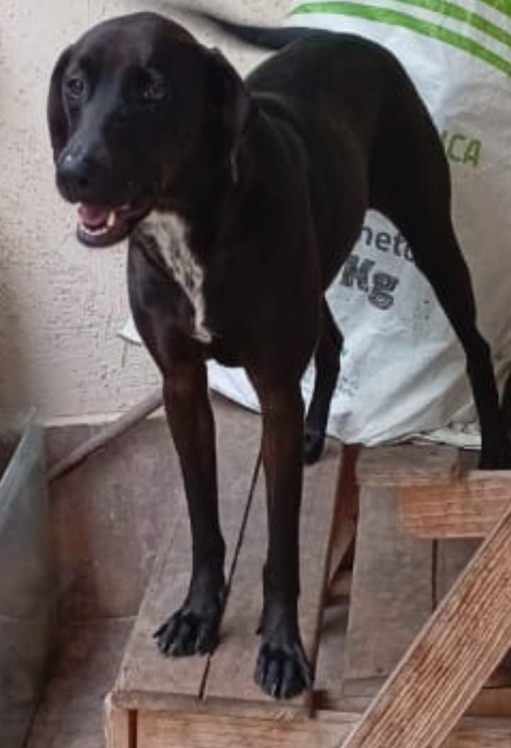 Adopción de Perro en Risaralda, Colombia 