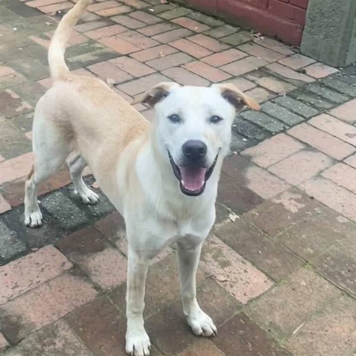 Adopción Perro Mediano en Risaralda 