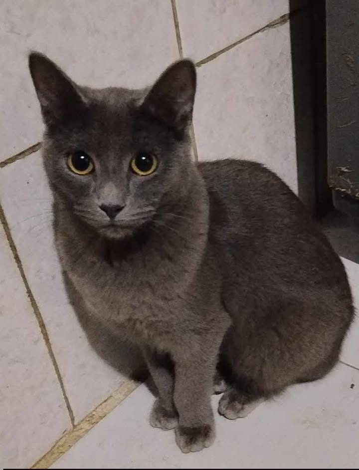 Gaticas en adopción en Risaralda 