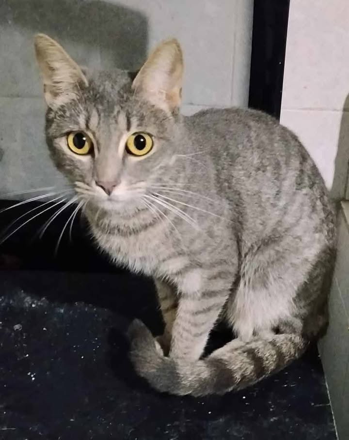 Gaticas en adopción en Risaralda 