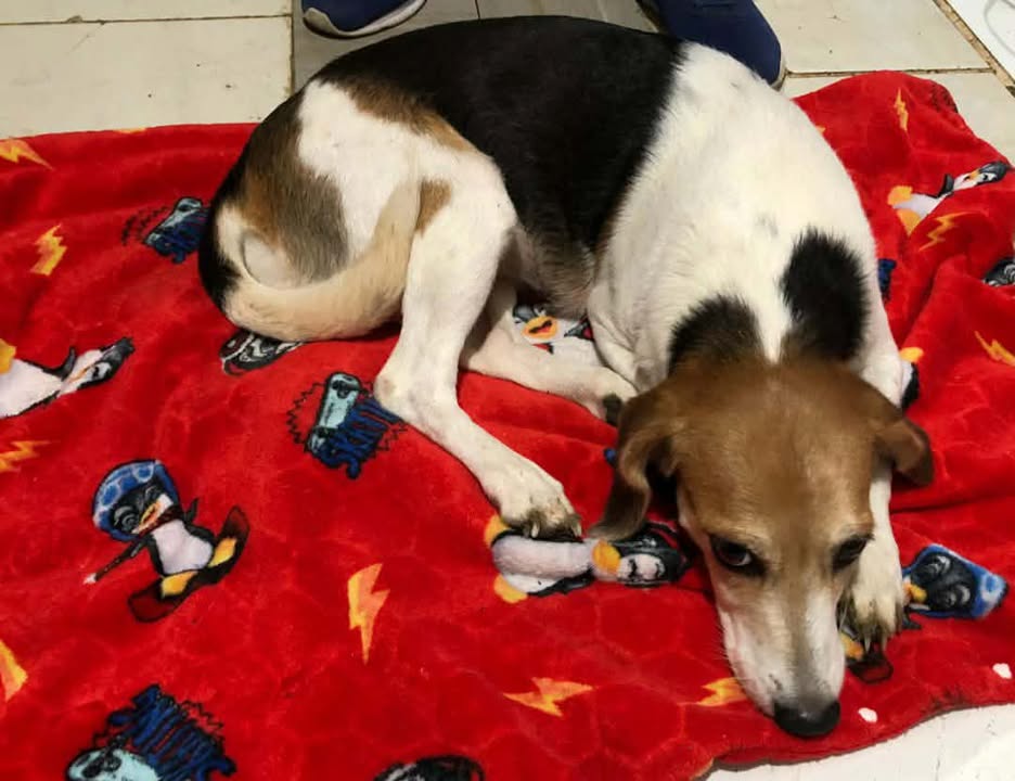 Adopción de Perrita en Risaralda 