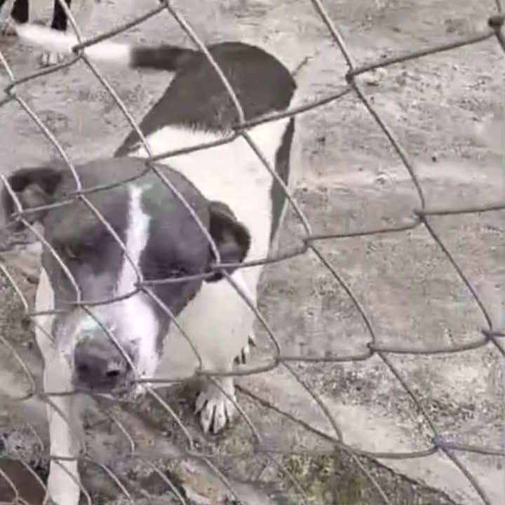 Adopción Canina en Pereira 