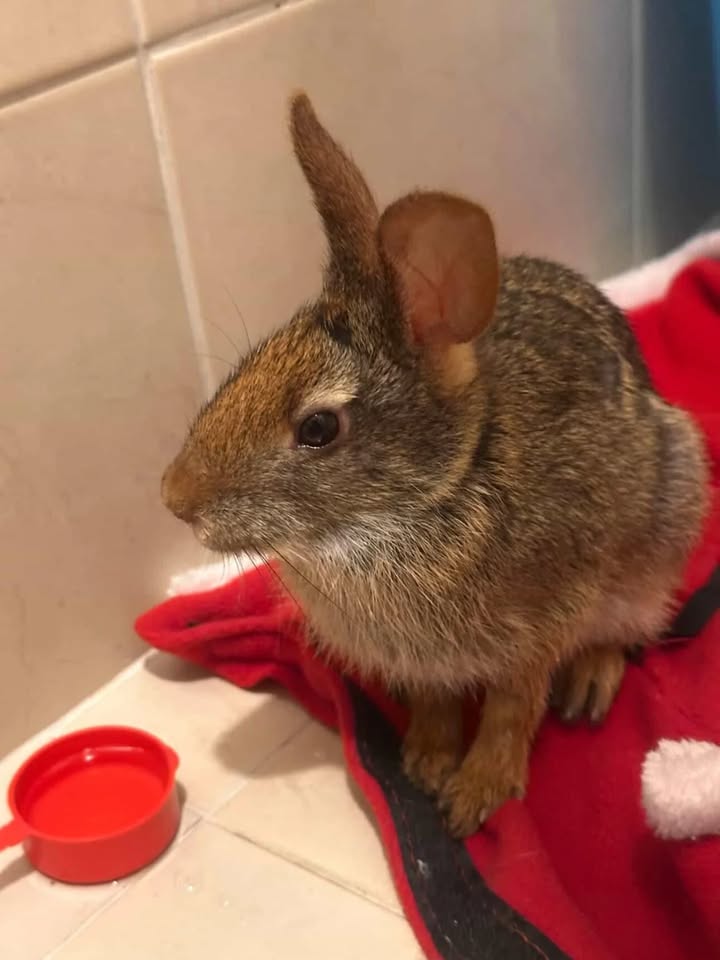 Conejo en adopción responsable en Risaralda 