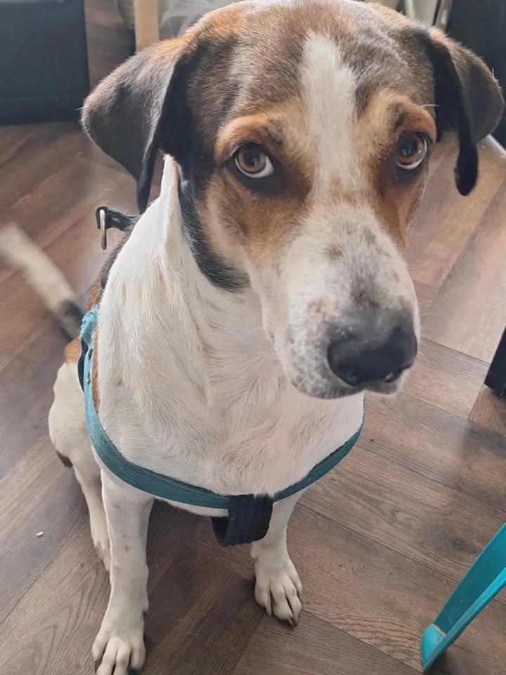 Adopción de Perro Beethoven en Risaralda 