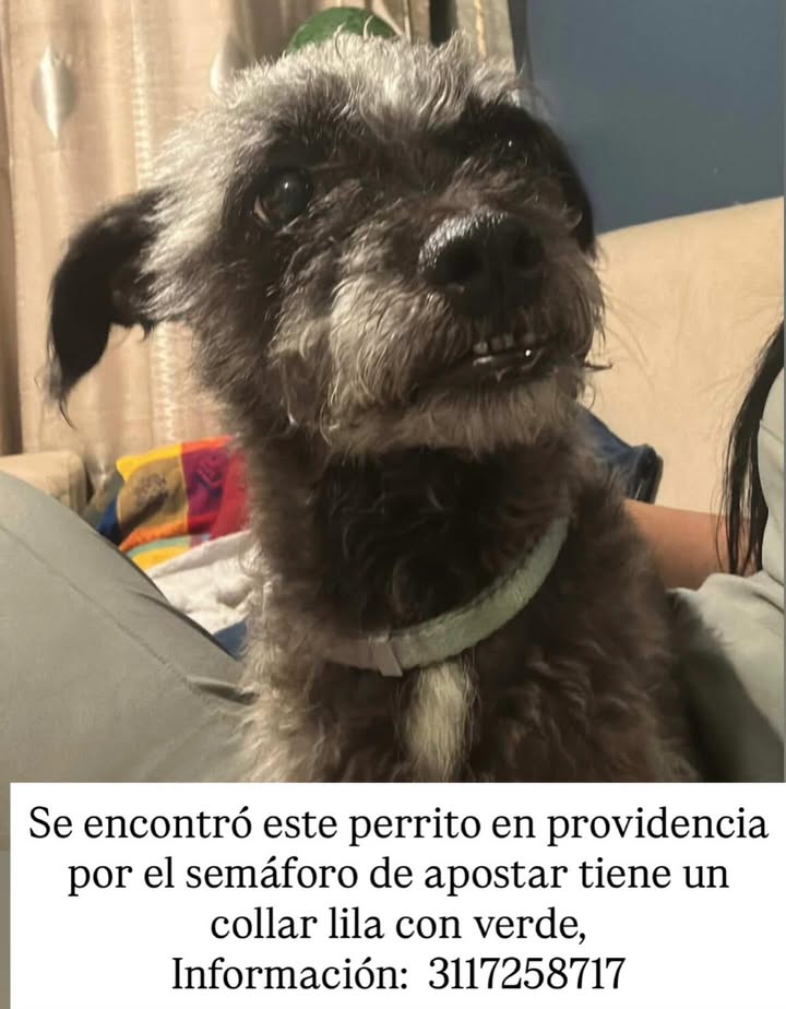 Perro Encontrado en Providencia 