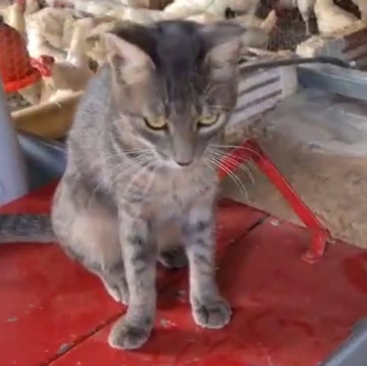 Gatito en adopción en Cartago 