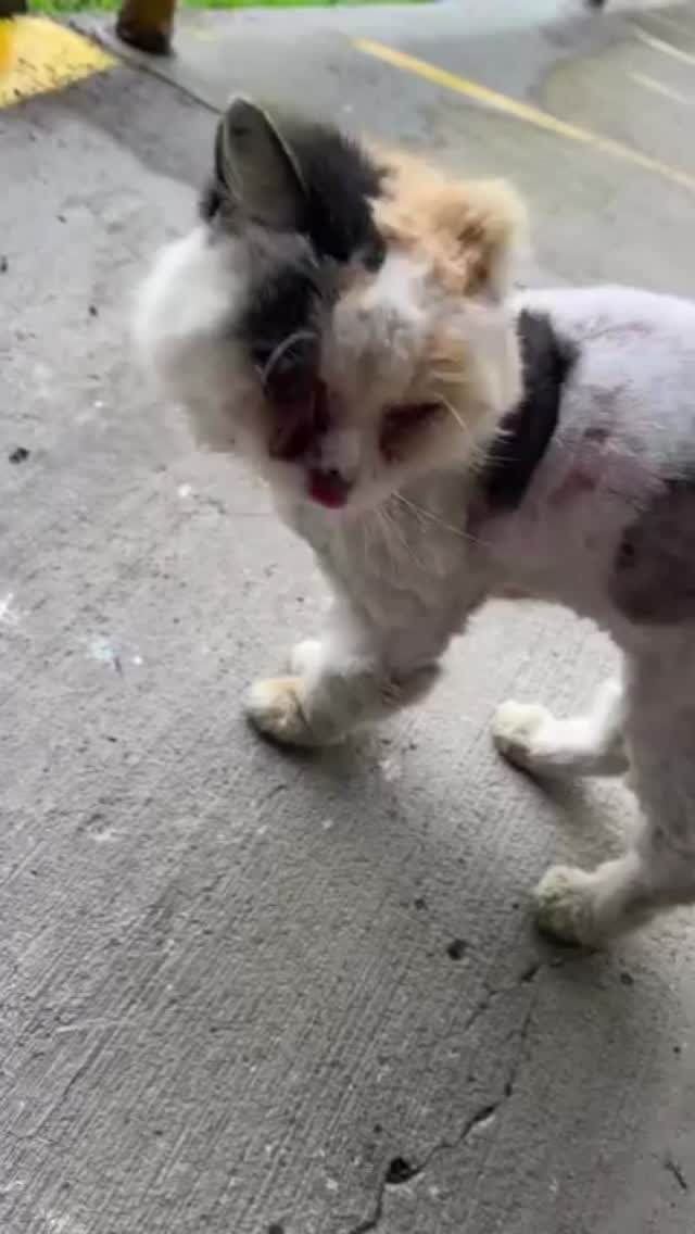 Gato en adopción en Marsella - Risaralda 