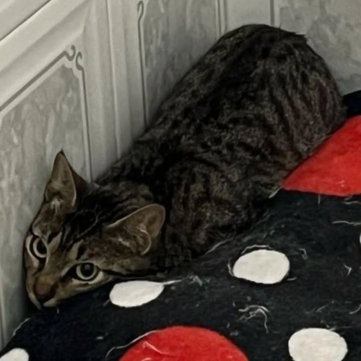 Gatita en adopción en Risaralda, Colombia 