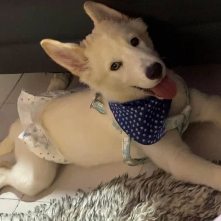 Perro en adopción en Risaralda 