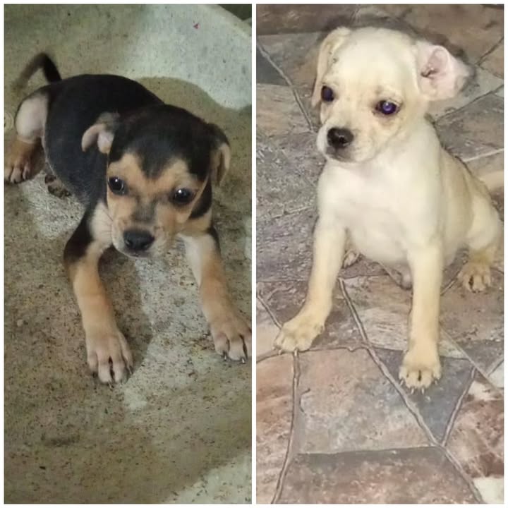 Cachorros en adopción en La Victoria, Valle 
