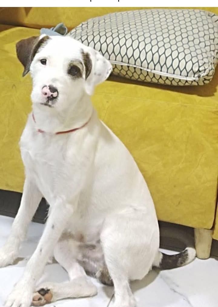 Adopción de Perro en Risaralda 