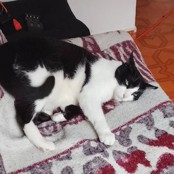 Gata en Adopción Risaralda 