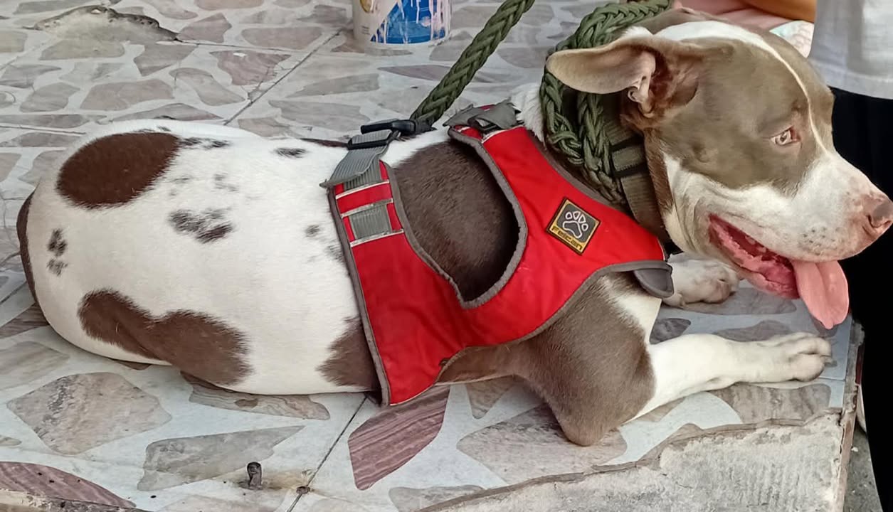 Adopción de Perro en Risaralda 