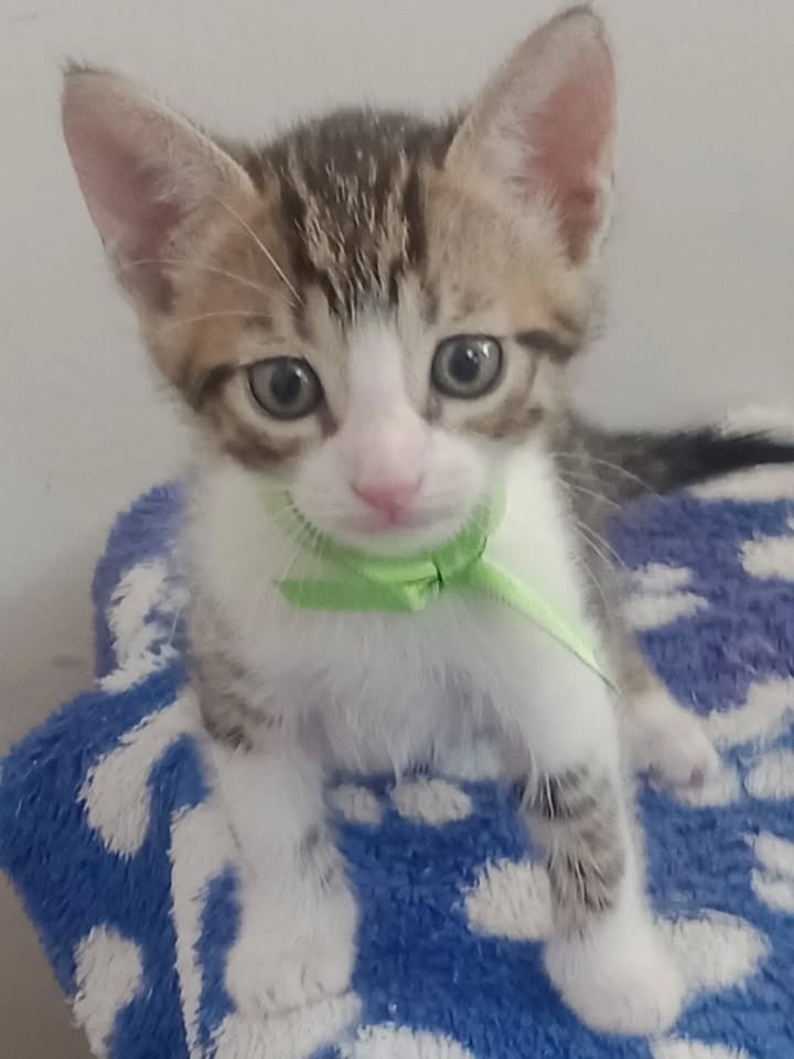 Gaticos machos en adopción en Risaralda 