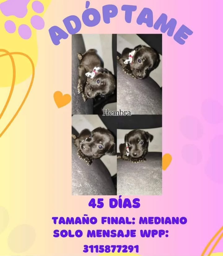 Adopción de Cachorros en Risaralda 