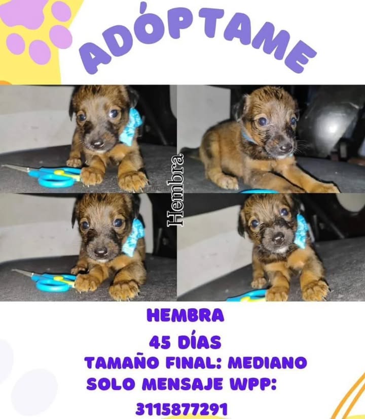 Adopción de Cachorros en Risaralda 