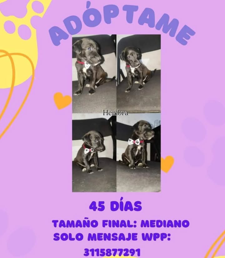 Adopción de Cachorros en Risaralda 