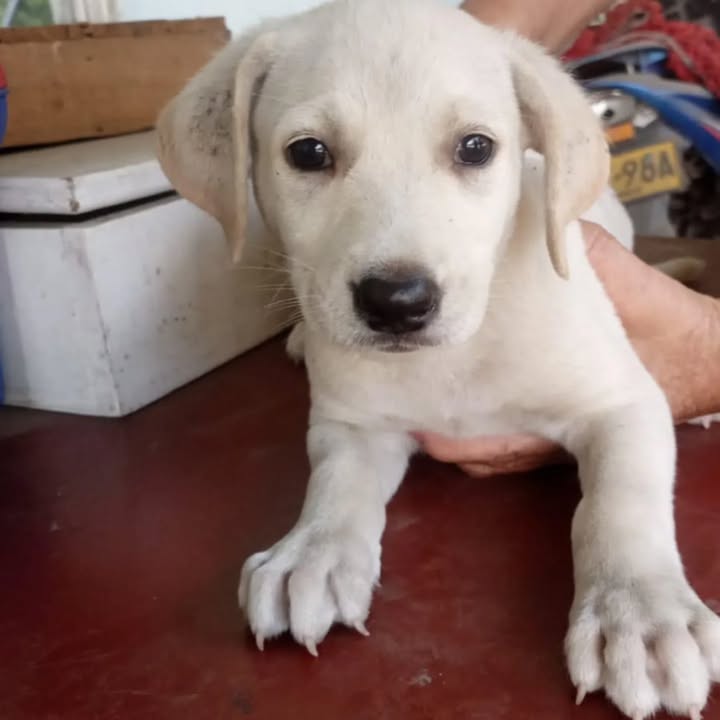 Cachorros en adopción en Risaralda 