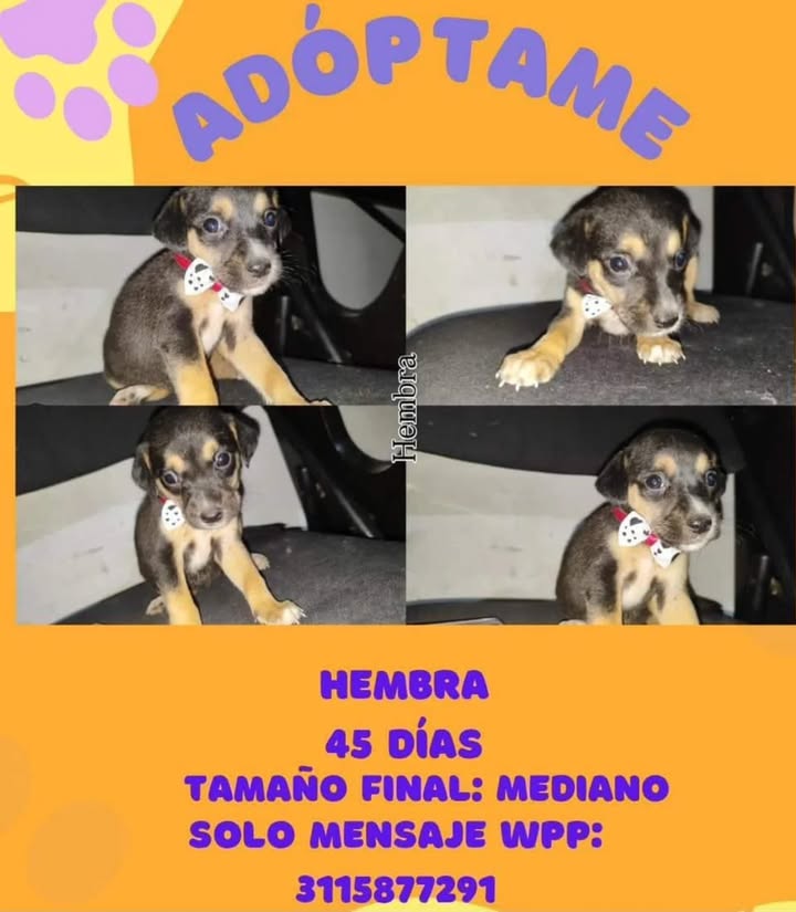 Adopción de Cachorros en Risaralda 