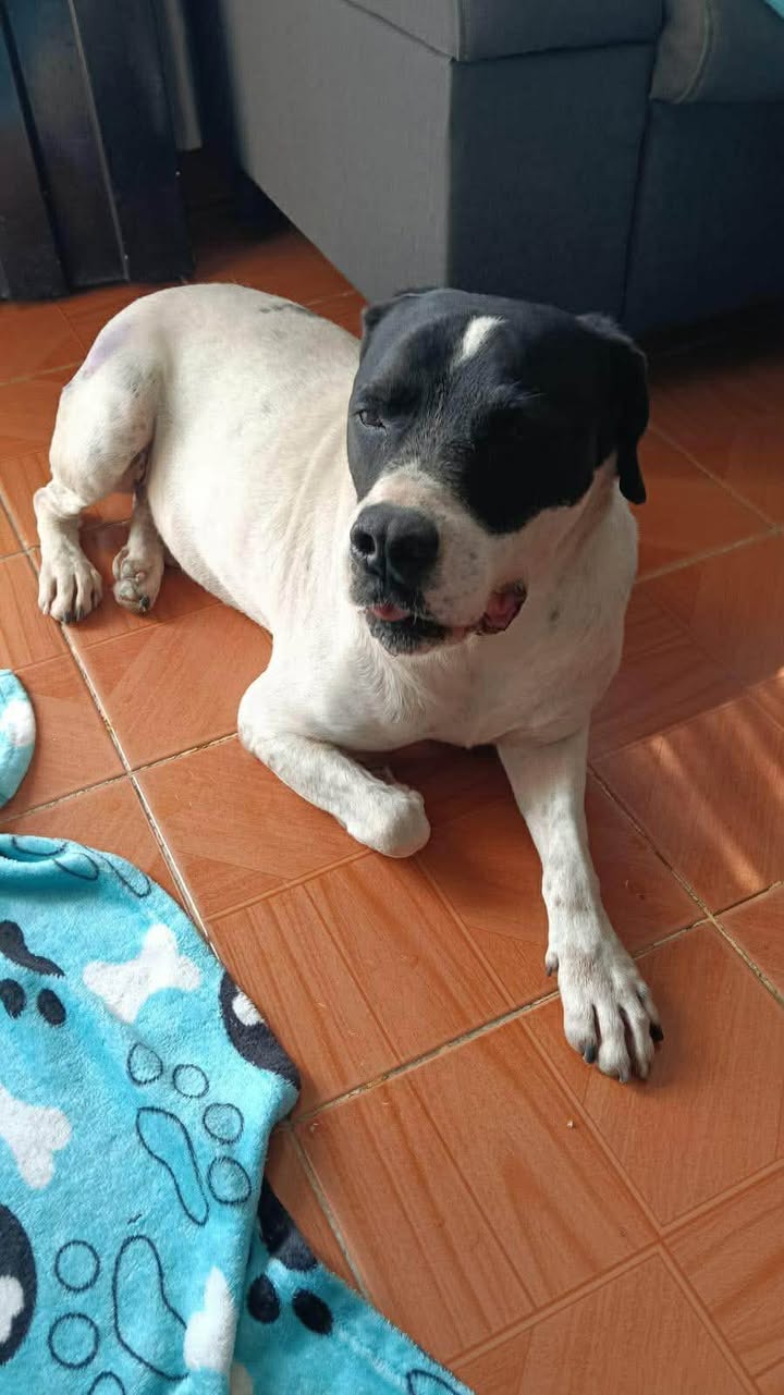 Adopción de Perro en Risaralda 