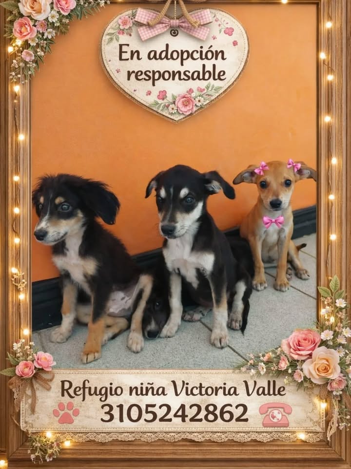 Cachorros en Adopción Responsable en La Victoria, Valle 