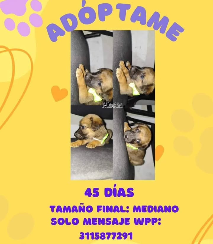 Adopción de Cachorros en Risaralda 