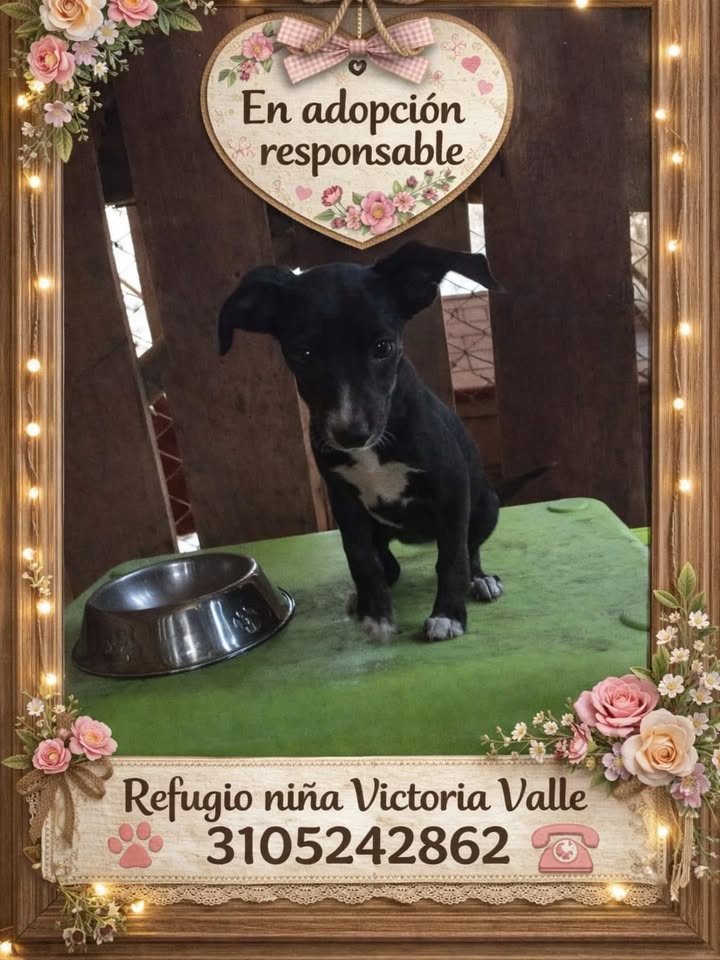 Cachorros en Adopción Responsable en La Victoria, Valle 