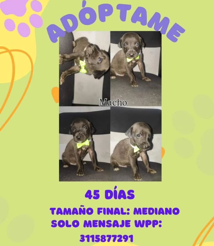 Adopción de Cachorros en Risaralda 