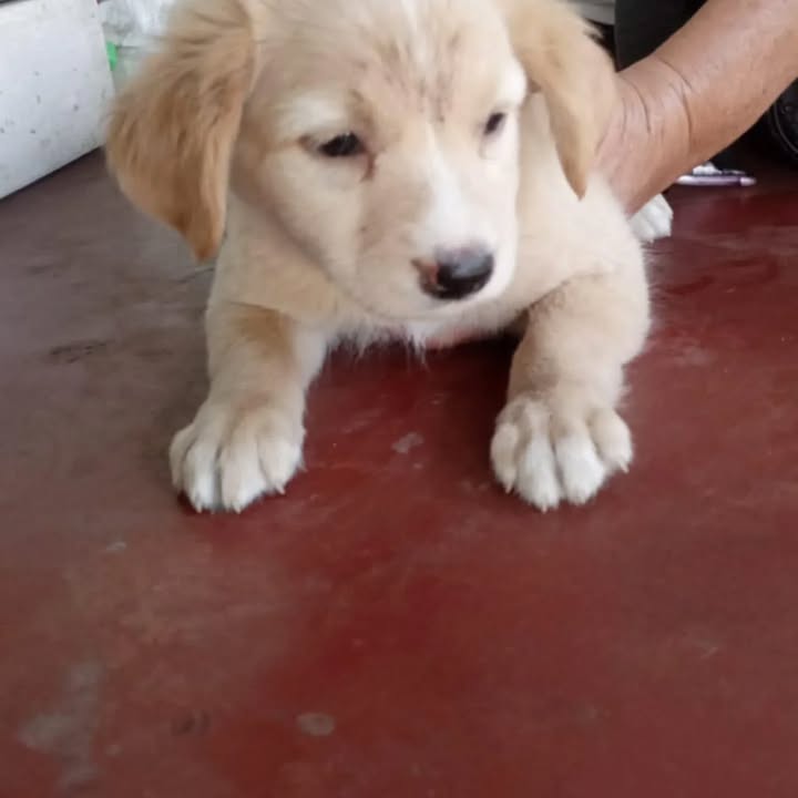 Cachorros en adopción en Risaralda 