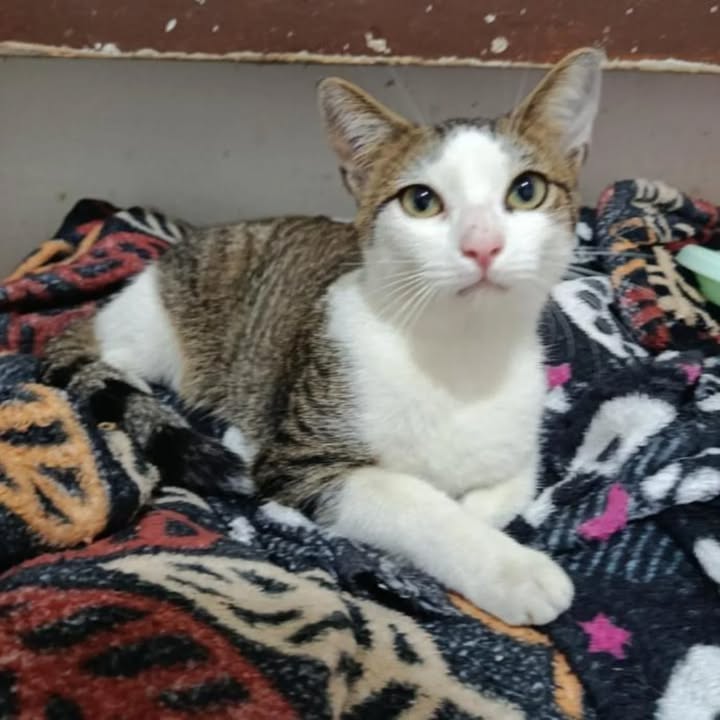 Gato en adopción en Risaralda 