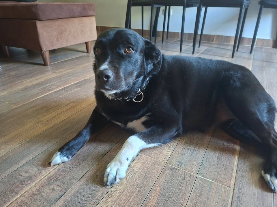 Adopción de Perro en Risaralda 