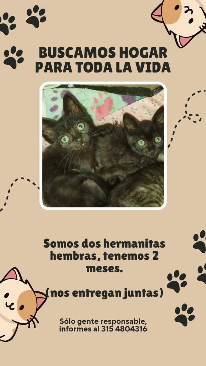 Gatos en Adopción Risaralda 