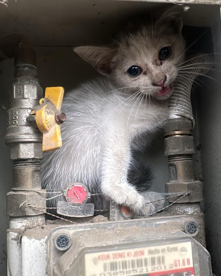 Gatito bebé en adopción en Caimalito, Risaralda 