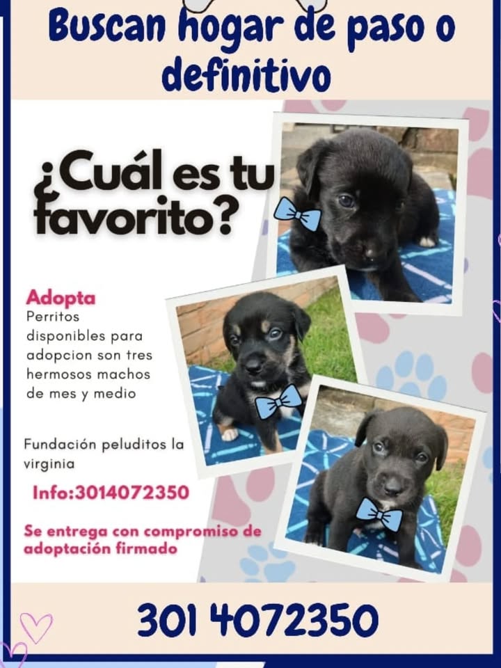 Adopción de Perros en Risaralda, Colombia 