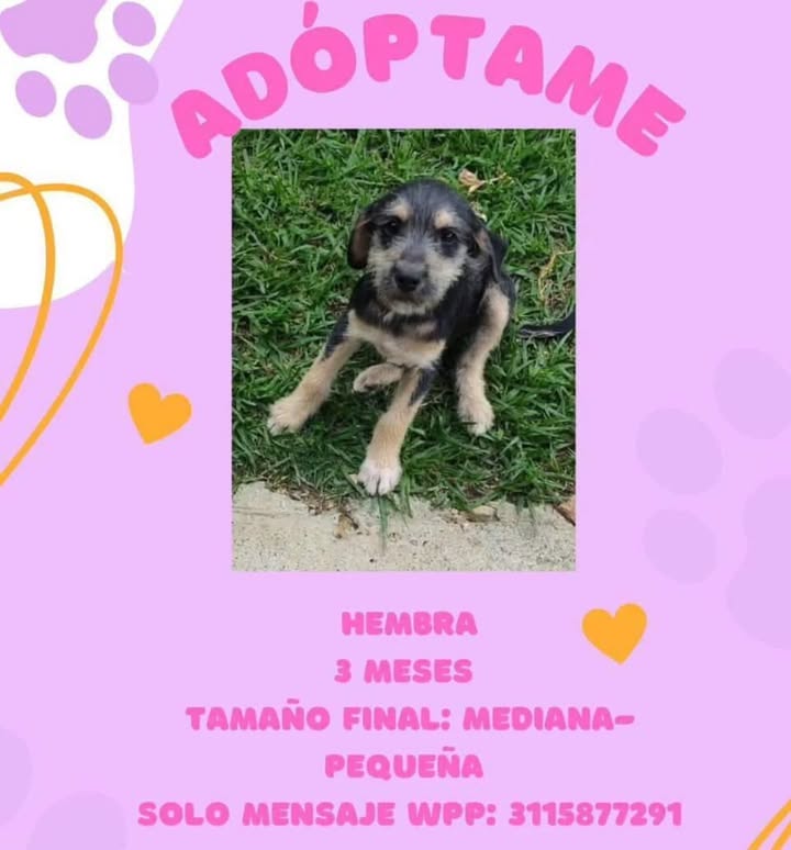 Adopción de Cachorro en Risaralda 