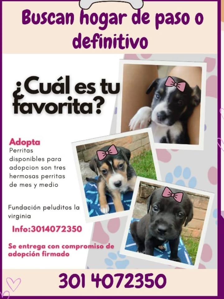 Adopción de Perros en Risaralda, Colombia 