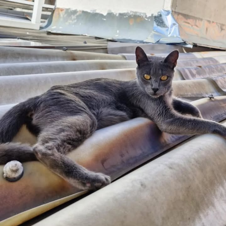 Gatico en adopción Risaralda 