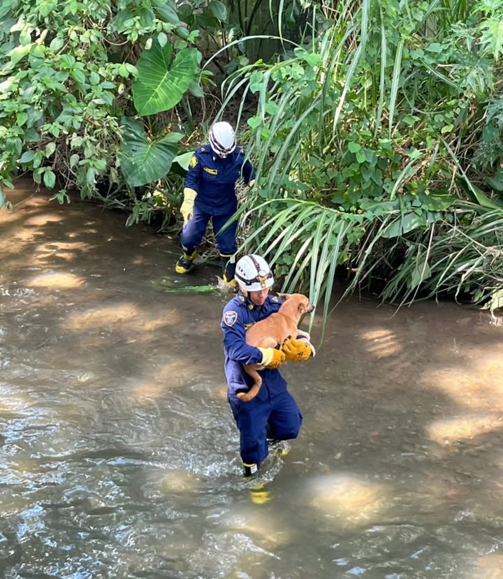 Rescate de mascota en quebrada La Habana, Pereira 