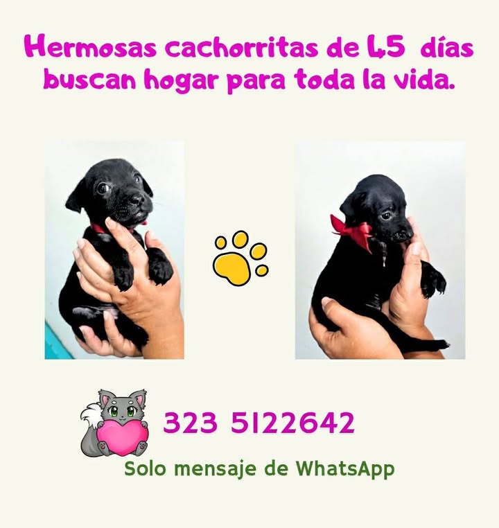 Adopción de Cachorro en Risaralda 