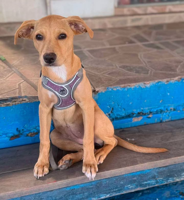 Adopción de Perro en Risaralda 