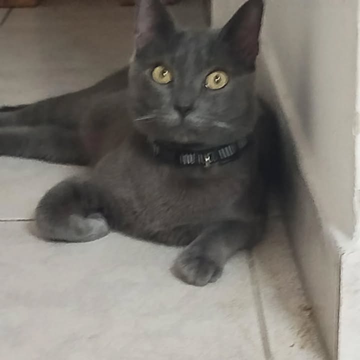 Gato en adopción en Risaralda 