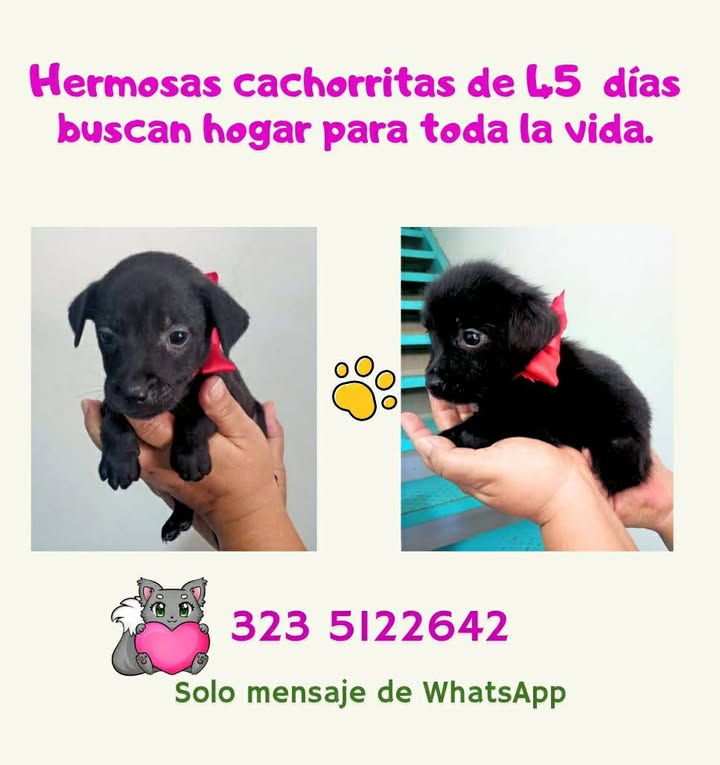 Adopción de Cachorro en Risaralda 