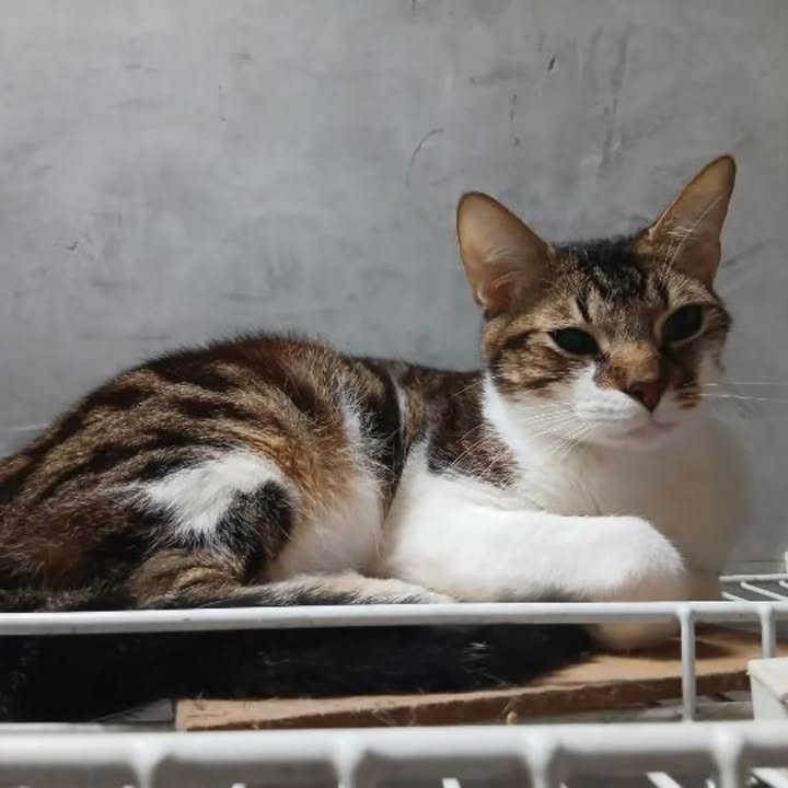 Adopción de perro en Risaralda 