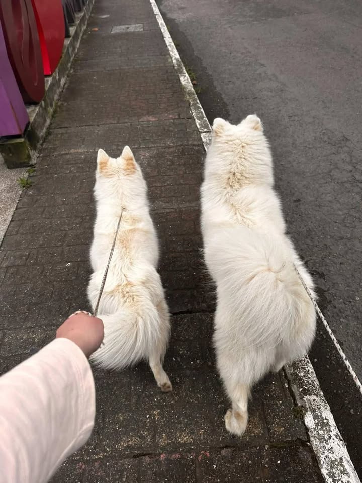 Adopción de Perros Hermanos en Risaralda 
