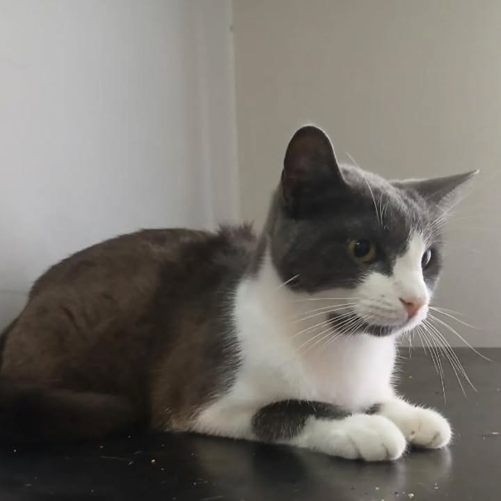 Adopción de Perro en Risaralda 