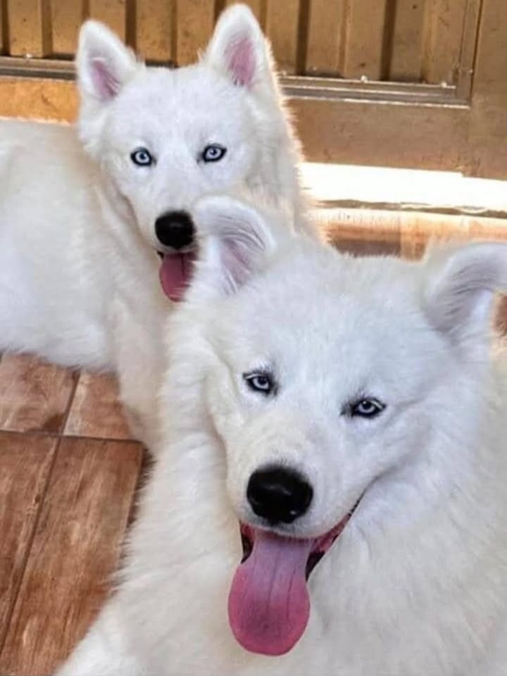 Adopción de Perros Hermanos en Risaralda 