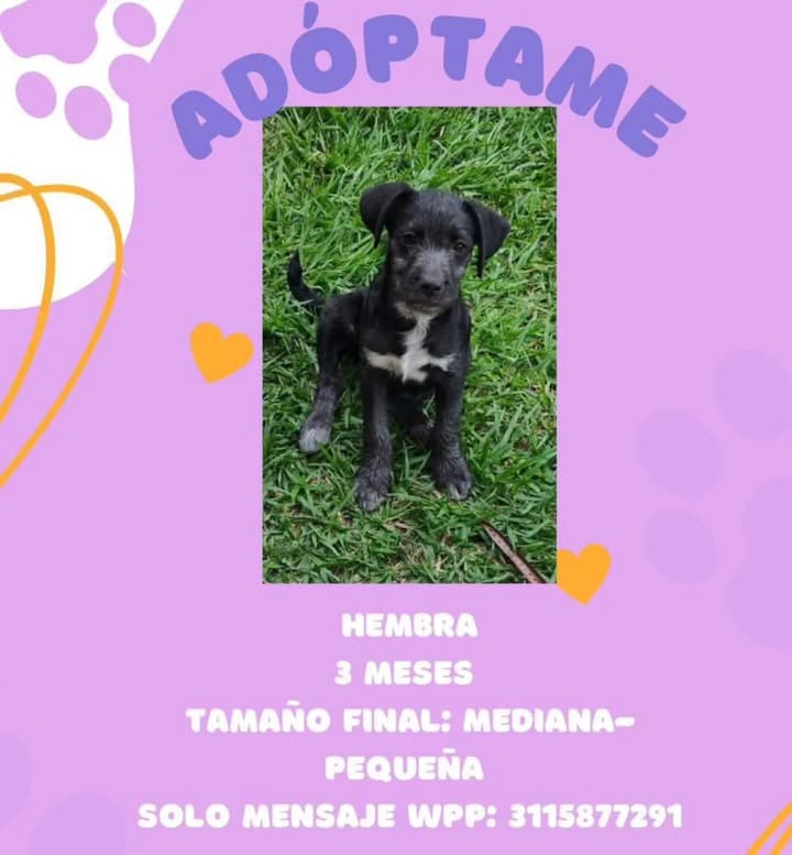 Adopción de Cachorro en Risaralda, Colombia 
