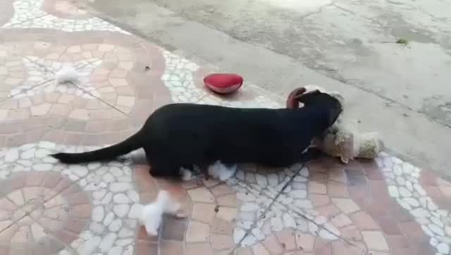 Adopción de Perra Cariñosa en Risaralda 