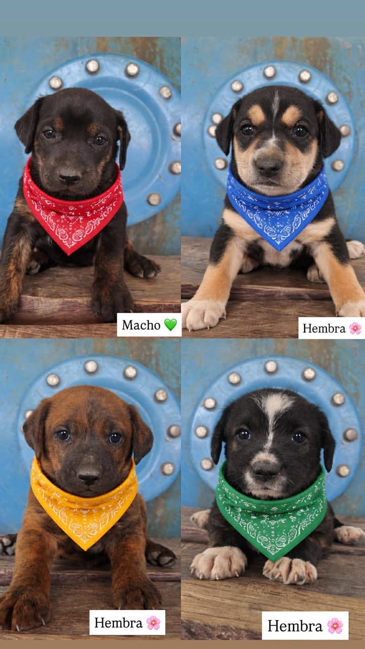 Adopción de cachorros en Risaralda 